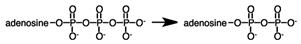 During a metabolic pathway the following reaction produced 3.00 moles of product.  If Δ G°' for the hydrolysis of ATP is -7.3 kcal\mol, how much energy would be involved?   A) 7.3 kcal released B) 7.3 kcal absorbed C) 22 kcal absorbed D) 22 kcal released