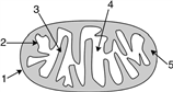 Consider the diagram of a mitochondrion shown below.  What does the number 4 represent?   A) cristae B) matrix C) intermembrane space D) More than one answer is correct.