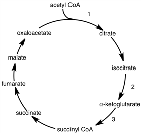 Control points of the citric acid cycle are shown by the numbers in the following diagram.  Which of the following correctly describes control of the cycle>   A) Point 1 is inhibited by NADH and activated by ADP. B) Point 2 is inhibited by NADH and activated by ATP. C) Point 3 is inhibited by both NADH and ADP. D) All of these.