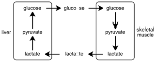 Consider the figure below.  What process is depicted?   A) Cori cycle B) glycolysis C) fermentation D) glucogenolysis