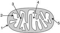 Consider the diagram of the mitochondrion shown below.  During electron transport, protons (H<sup>+</sup>) are pumped into what area of the mitochondrion?   A) 2 B) 3 C) 4 D) 5