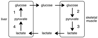 Consider the figure shown below where four different pathways are labeled 1 - 4.  Which of those pathway is a fermentation process?   A) 1 B) 2 C) 3 D) 4
