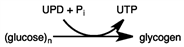 When glucose is consumed in excess, the following reaction occurs.    