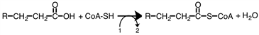 Consider the reaction below.  Which of the following substances should be placed by the labels 1 and 2, respectively?   A) 1: ATP and 2: ADP + P<sub>i</sub> B) 1: ATP and 2: AMP + P<sub>i</sub>P<sub>i</sub> C) 1: NAD<sup>+</sup> and 2: NADH + H<sup>+</sup> D) 1: FAD and 2:  FADH<sub>2</sub>