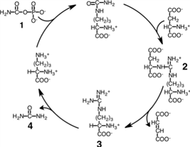 Consider the simplified diagram of the urea cycle shown below. Which species, numbered 1 through 4, is synthesized in the mitochondria?   A) 1 B) 2 C) 3 D) 4