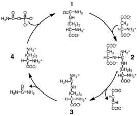 Consider the simplified diagram of the urea cycle shown below.  What is the identity of the species numbered with a 3?   A) citrulline B) argininosuccinate C) arginine D) ornithine