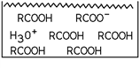 Which of these substances is represented in the diagram? ​   A) A weak acid B) A weak base C) A strong acid D) A strong base E) A salt