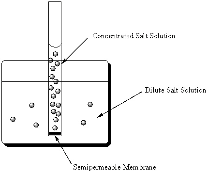 Osmosis measures the natural tendency for two aqueous solutions that differ in concentration and are separated by a semi-permeable membrane to approach equal concentrations. In the figure below, what will happen next? Note that the solution inside the tube is more concentrated than the solution inside the beaker .   A)  Salt will flow from the beaker into the tube and the solution level inside the tube will rise. B)  Water will flow from the beaker into the tube and salt will flow from the tube into the beaker and the solution level inside the tube will remain unchanged. C)  Water will flow from the beaker into the tube and the solution level inside the tube will rise. D)  Water will flow from the tube into the beaker and the solution level inside the tube will lower. E)  Salt will flow from the tube into the beaker and the solution level inside the tube will lower.