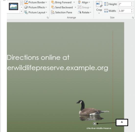 ​ In the accompanying figure of Microsoft PowerPoint 2016, Box A points to a _____ that is used to reposition an image in a slide.   A) sizing handle B) pointer C) placeholder D) trimmer