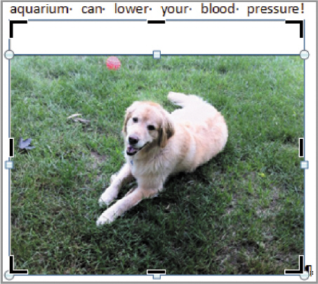 <strong>  In the above figure, the black handles around the graphic are the ____ handles.</strong> A) cropping B) outcropping C) resizing D) moving <div style=padding-top: 35px> 