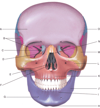 Label the following diagram by matching the landmarks to the bones of the face.    