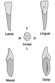 Identify the tooth in the illustration above. A) Maxillary central B ...