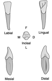   Identify the tooth in the illustration above. A)  Maxillary central B)  Mandibular lateral C)  Mandibular central D)  None of the above
