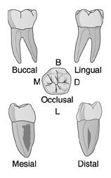   Identify the tooth in the illustration above. A)  Mandibular first molar B)  Mandibular second molar C)  Mandibular third molar D)  None of the above