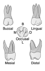 Identify The Tooth In The Illustration Above. A) Mandibular Second 