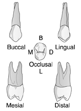  Identify the tooth in the illustration above. A)  Maxillary second premolar B)  Maxillary first molar C)  Maxillary first premolar D)  None of the above