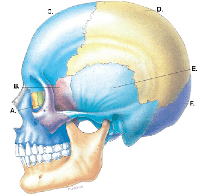 Complete the following by identifying the structures labeled in the illustration related to the cranial bones.     The structure labeled E is the ______________________________.