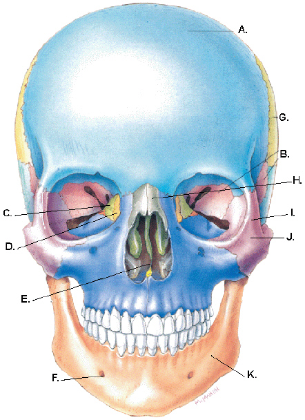 Complete the following questions by identifying the structures related to the cranial bones.     The structure labeled K is the _________________________.
