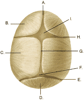 Complete the following questions by identifying the labeled structures related to the sutures and fontanels.     The structure labeled B is the ______________________________.