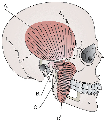 Complete the following questions by identifying the labeled structures related to the muscles of mastication.     The structure labeled B is the ________________________________________.