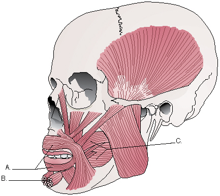 Complete the following questions by identifying the labeled structures related to the muscles of facial expression.     The structure labeled B is the _________________________.