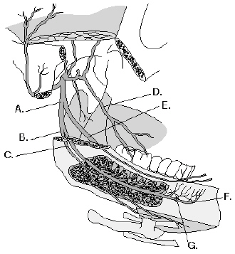 Complete the following questions by identifying the labeled structures related to the mandibular branch of the trigeminal nerve.     The structure labeled D is the _________________________.