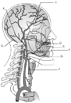 Complete the following questions by identifying the labeled structures related to the branches of the external carotid artery.     The structure labeled E is the ______________________________.