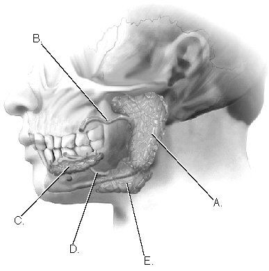 Complete the following questions by identifying the labeled structures related to the salivary glands.     The structure labeled B is the ______________________________.
