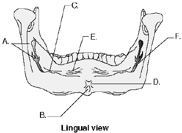 Complete the following questions by identifying the labeled structures related to the landmarks of the mandible.     The structure labeled C is the ___________________________________.