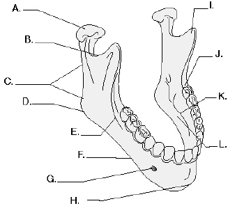 Complete the following questions by identifying the labeled structures related to the landmarks of the mandible.     The structure labeled A is the ____________________