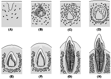 Complete the following questions related to the stages of histological development of teeth based upon this figure.     The stage labeled B is ____________________.