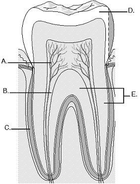 Complete the following questions by identifying the structures on the diagram related to the tissue structure of the tooth.     The structure labeled B is the _________________________.