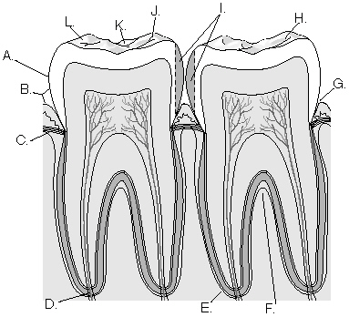 Complete the following questions by identifying the structure labeled in the diagram related to tooth anatomy.     The structure labeled D is the _________________________.