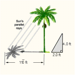  A tree casts a shadow  11\bar0  ft long when a vertical rod 4 ft high casts a shadow 2 ft long. (See Illustration.)  How tall is the tree?   A)  The tree is 260 ft long. B)  The tree is 220 ft long. C)  The tree is  22 \overline { 0 }  ft long. D)  The tree is 250 ft long. E)  The tree is  26 \overline { 0 }  ft long. 