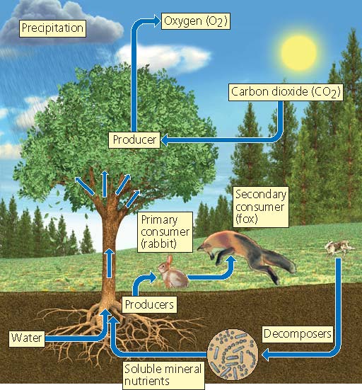    Figure 3.6  What are all of the components that can be categorized as abiotic in the accompanying figure of an ecosystem?