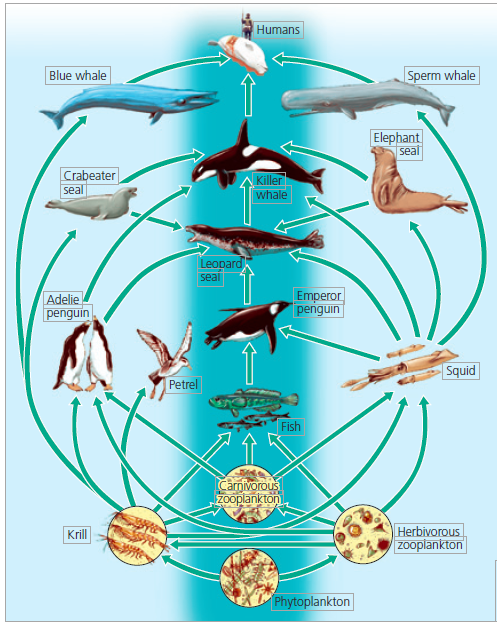    Figure 3.12  What trophic level is occupied by the emperor penguin in the above food web? Briefly state the reason for your choice.