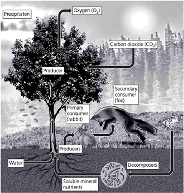   In the accompanying figure, notice that the fox (secondary consumer)is in the process of pouncing on the rabbit. If humans were to remove that predator (fox), what would be the effects on the rest of the ecosystem? Be as specific as possible.