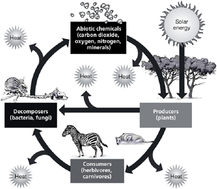   In the accompanying figure, notice that heat is lost by each component of the ecosystem, and that the sun is shown entering at only one point in the system. Explain how this is representative of the two laws of energy (two laws of thermodynamics).