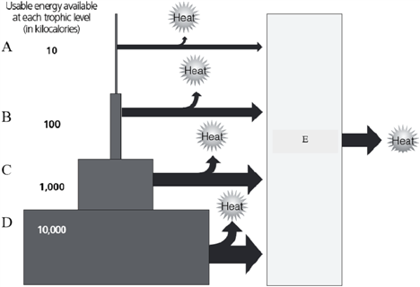   Use the accompanying figure to answer the following question(s). Why would there be fewer organisms at level A than at any level below it?