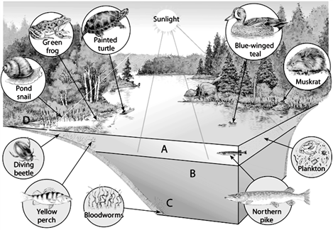   Temperate-Zone Lake Life Zones Use the figure above to answer the following question(s). Choose the zone primarily inhabited by invertebrates, such as decomposers, that can live in the low oxygen.