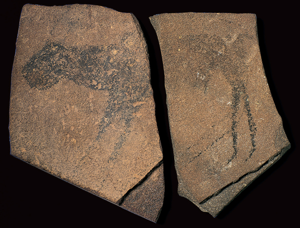 ​   This drawing is an example of what universal Paleolithic painting convention? A)  Outline technique B)  Three-quarter view C)  Profile view D)  Frontal view
