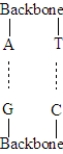 The following represents the correct pairing of bases in nucleic acids.  