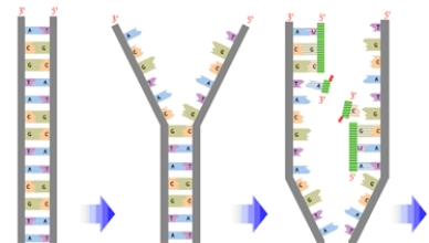 The following image represents the beginning of the transcription of DNA.  