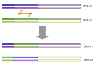 The following represents a type of mutation.   The mutation shown in the illustration will probably not be harmful