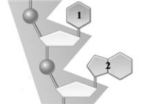 Consider the following that represents part of a segment of a nucleic acid.   The generalized structures 1 and 2 could represent cytosine and guanine, respectively.