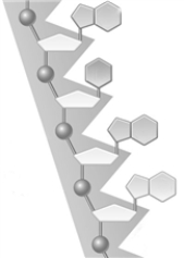 Consider the following that represents part of a segment of a nucleic acid.   In this generalized structure, there are 3 nucleotides.