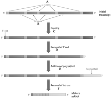Consider the following diagram showing the processing of mRNA.   Match the following statements to the appropriate letter (A, B, C,...) in the diagram. -Determines the useful life span of mRNA._____