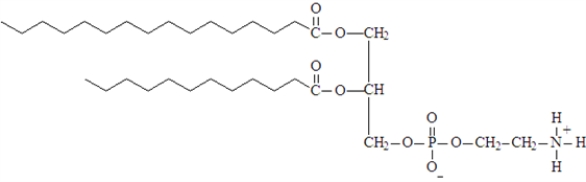 Examine the following structure.   All of the following characterize this structure except: A)  classified as a glycerophospholipid B)  contains two different fatty acids C)  the right portion would be located on the interior of a cell membrane D)  formed using a molecule of ethanolamine