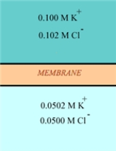 In the following diagram, what type(s)  of gradients would be present across the membrane?   A)  charge gradient B)  concentration gradient C)  both charge and concentration gradients D)  neither charge nor concentration gradients