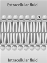 Consider the following diagram of a membrane.   Which of the following might be the portion of the membrane represented by the letter A? A)  choline B)  tristearin C)  oleic acid D)  glycerol